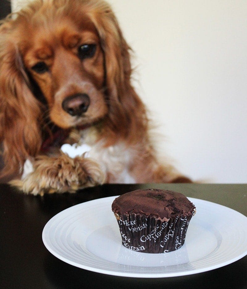 Dog looking at chocolate cupcake