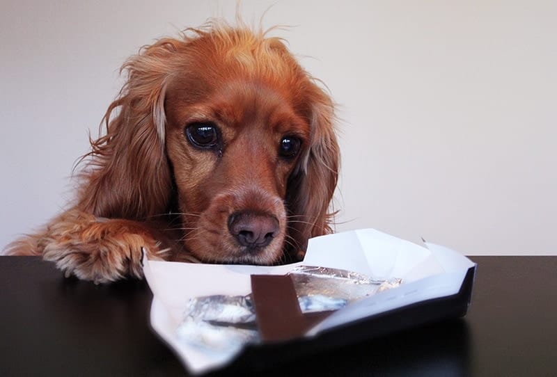 Dog looking at bar of chocolate