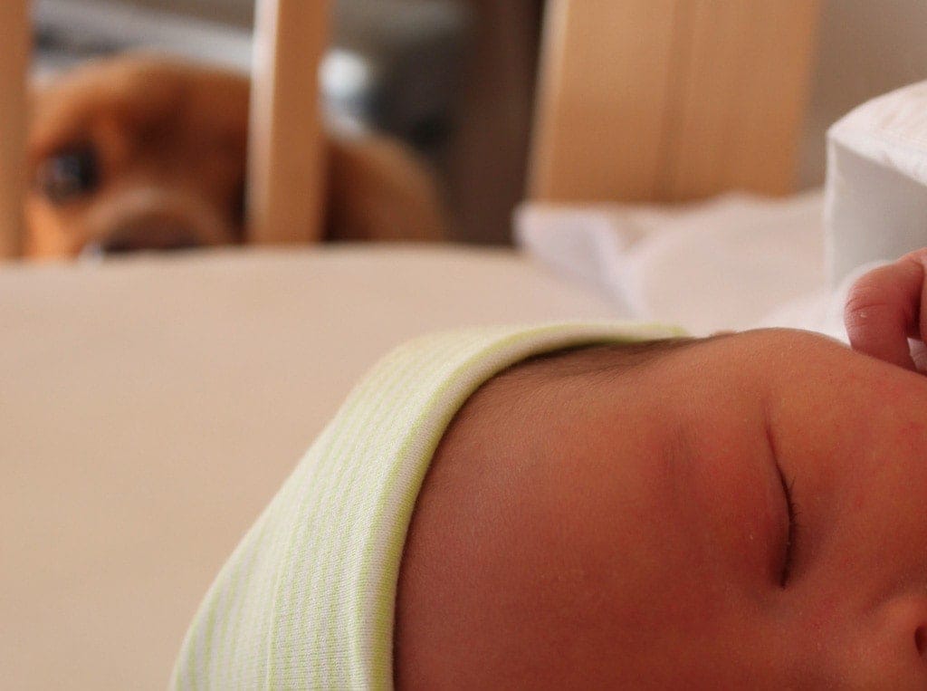 Baby in cot with dog watching