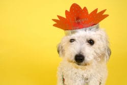 Dog with New Year's Eve Hat
