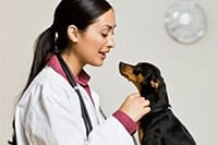 Vet with dog