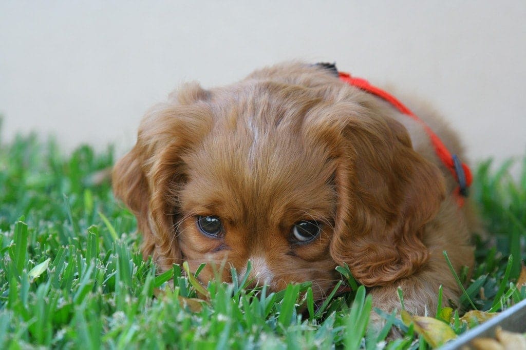 Puppy eating grass: Vomiting in dogs