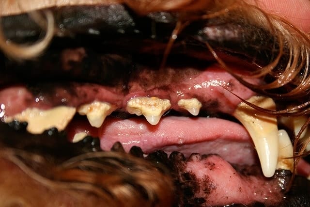 A dog with bad teeth