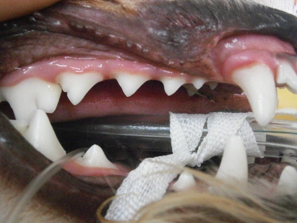 A dog with good teeth