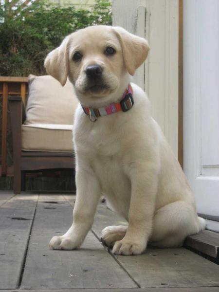 Labrador Puppy