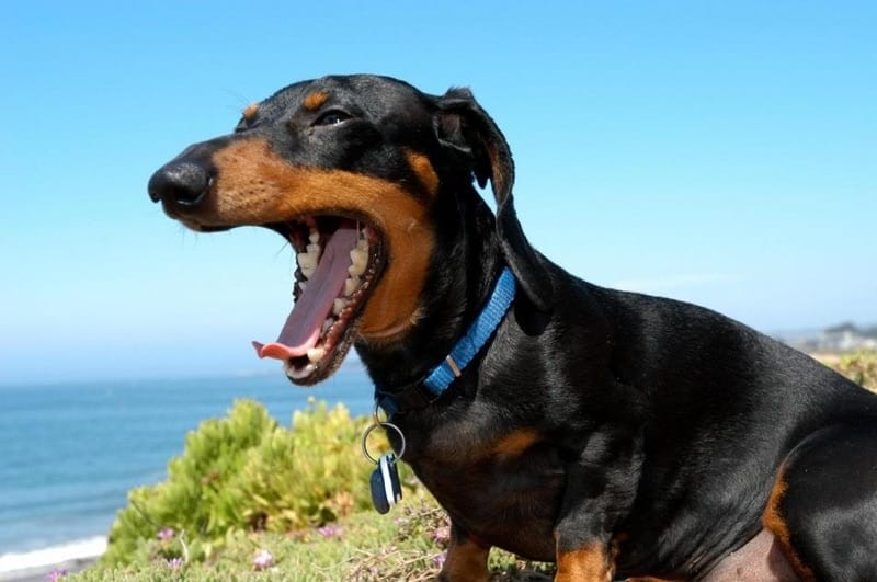 Dachshund yawning