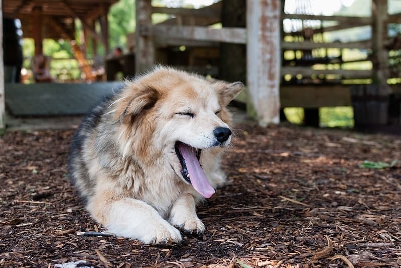 Dog yawning