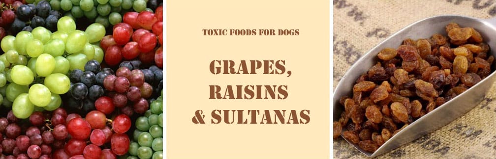 Grapes and sultanas are toxic for dogs