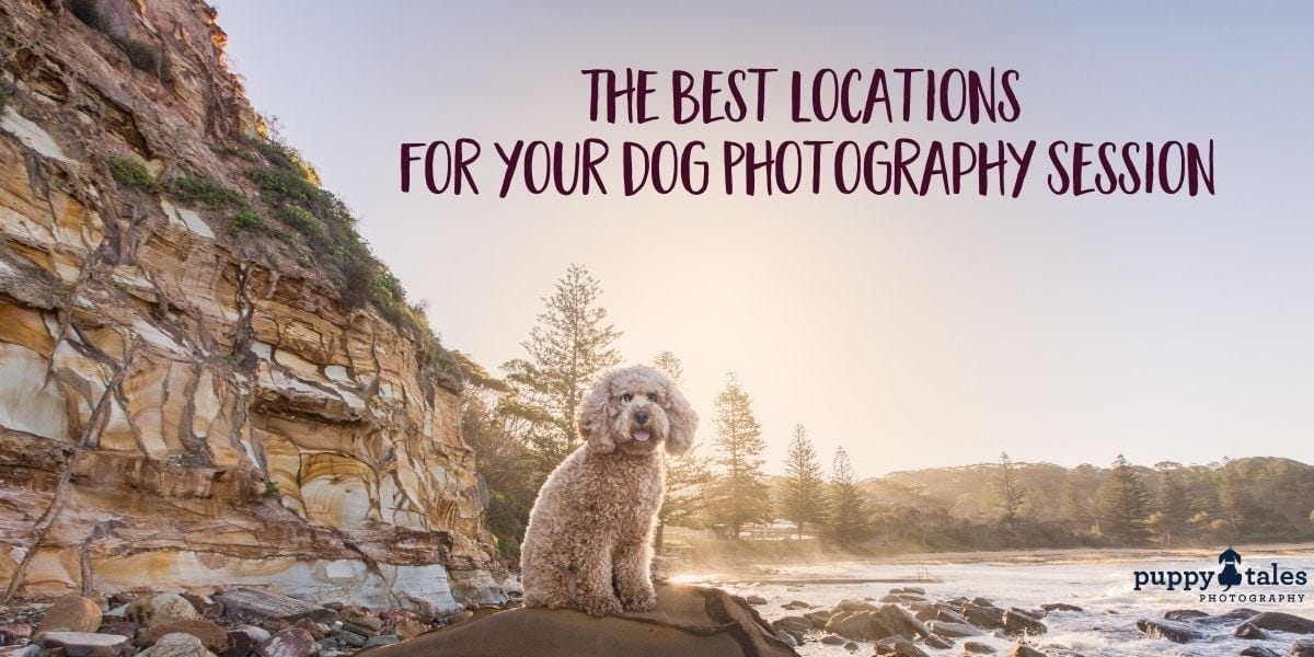 The Best Locations for your Dog Photography Session Title