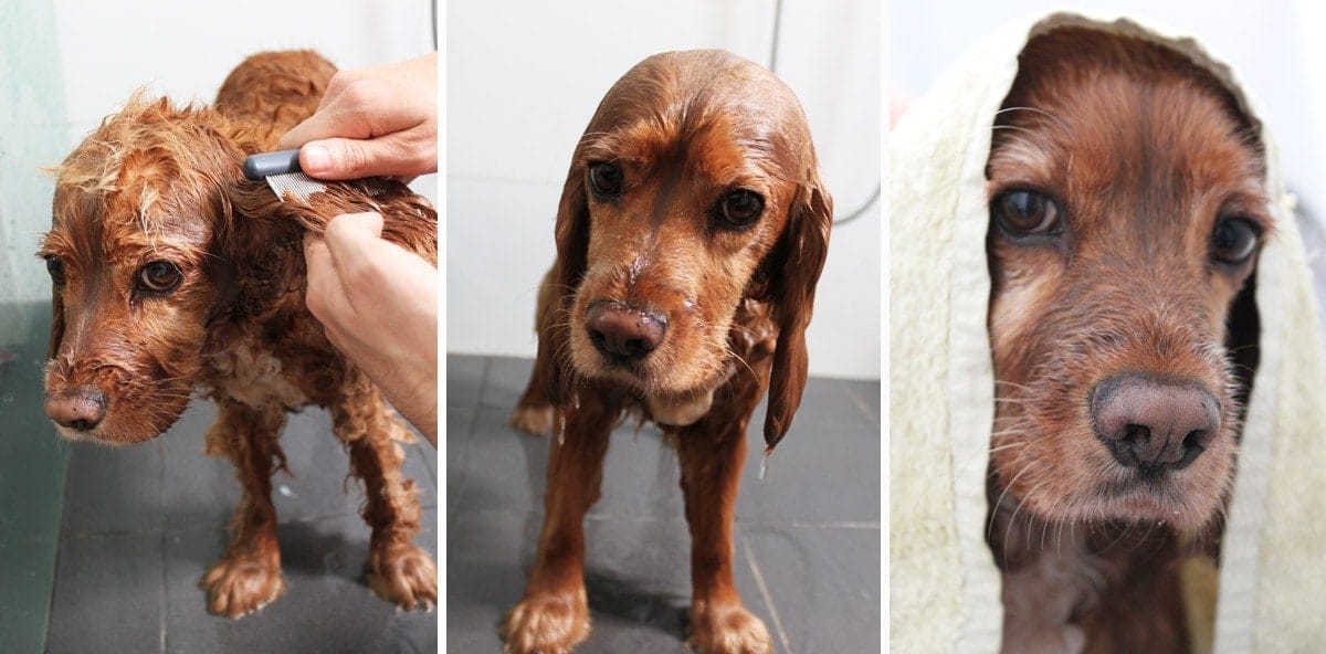 Comb, rinse and drying your dog