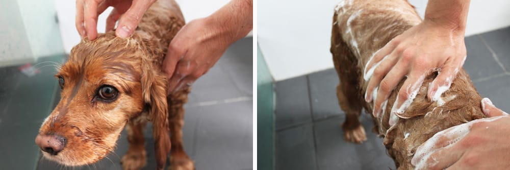 Dog having a shampoo