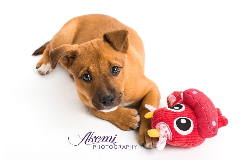 beautiful-melbourne-kelpie-puppy-photographer-in-studio