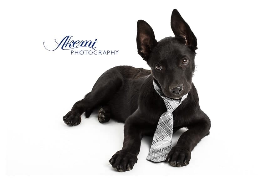 gorgeous-puppy-photography-in-botanic-ridge-studio