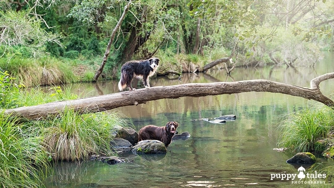 puppytalesphotography dog photography at a river 1