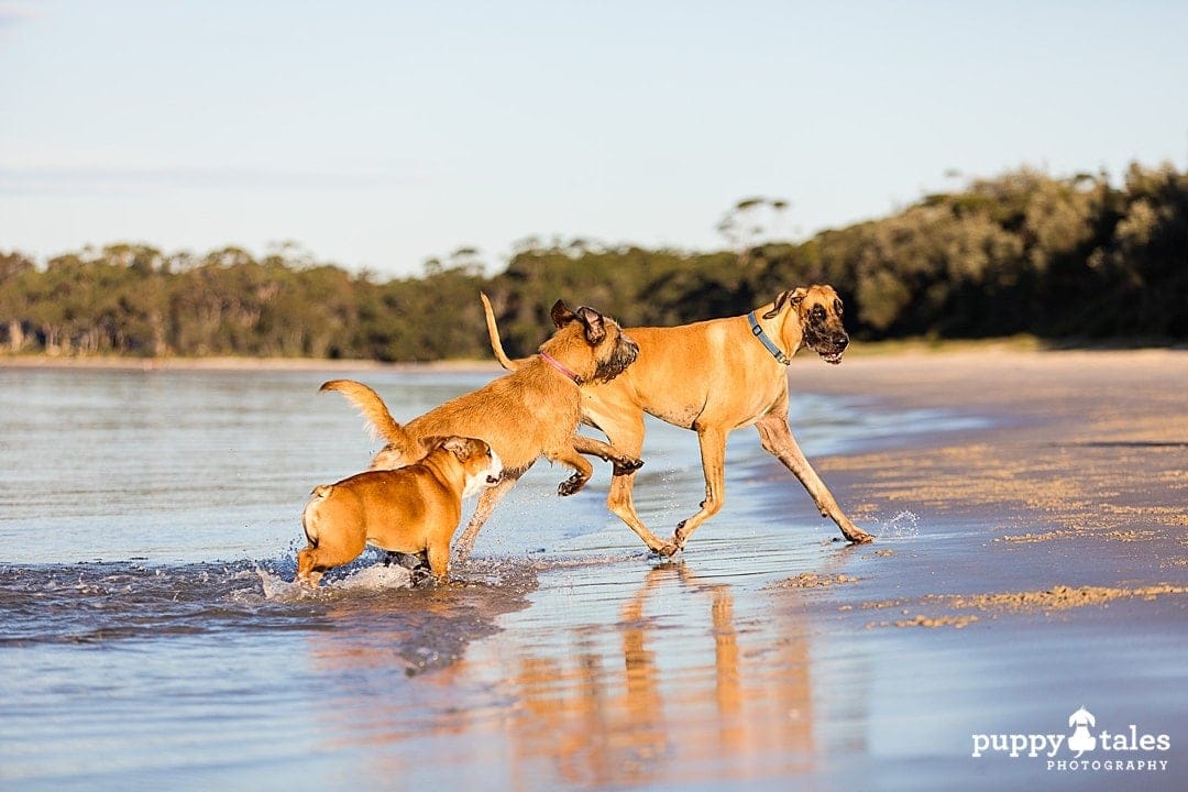 puppytalesphotography dog photography at the beach 1