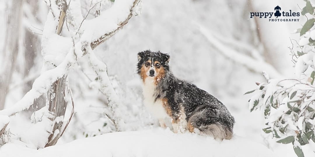 puppytalesphotography dog photography at the snow 1