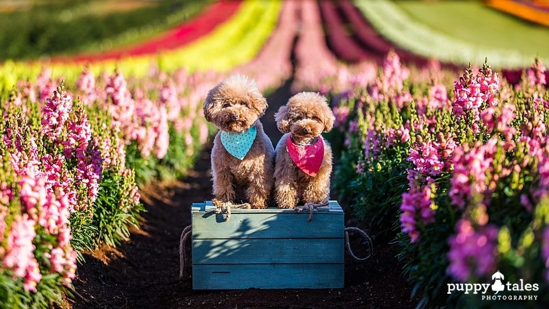 puppytalesphotography dog photography in a garden 1