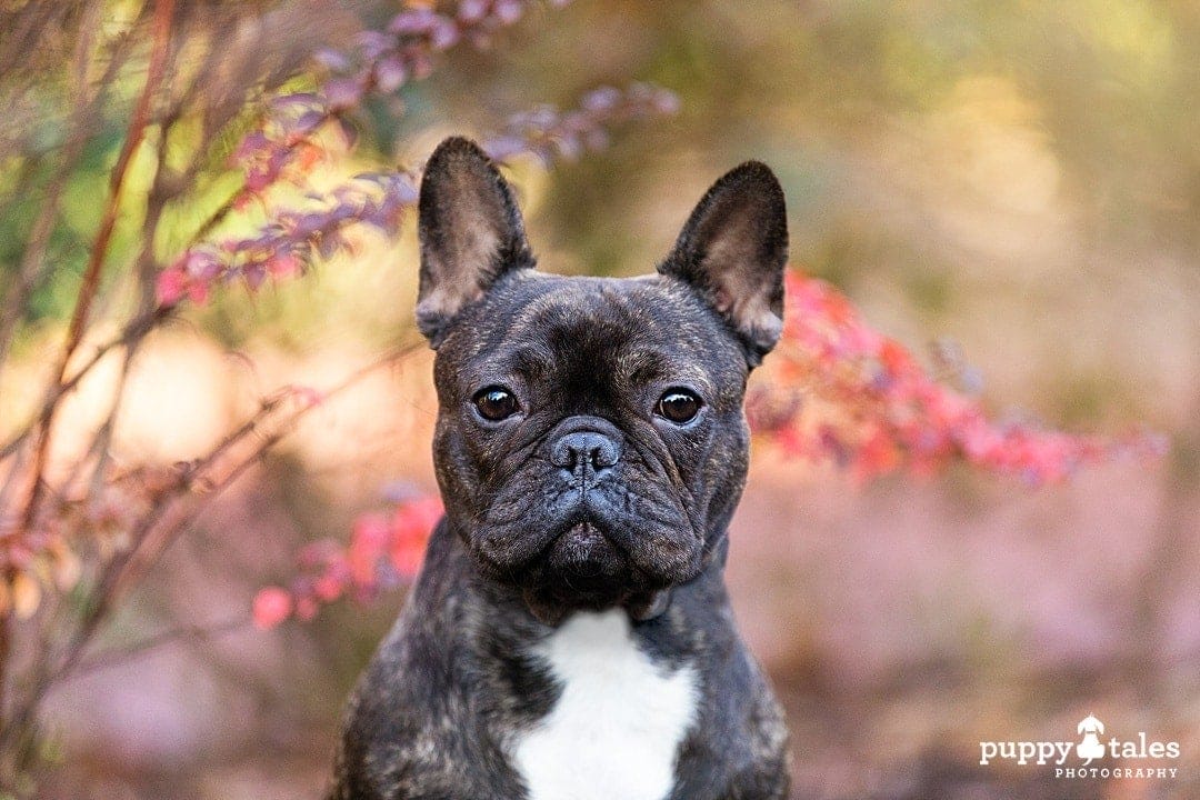 puppytalesphotography dog photography in a park 1