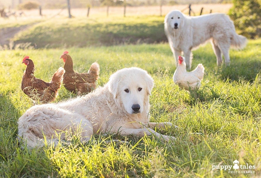 puppytalesphotography dog photography in the backyard 1