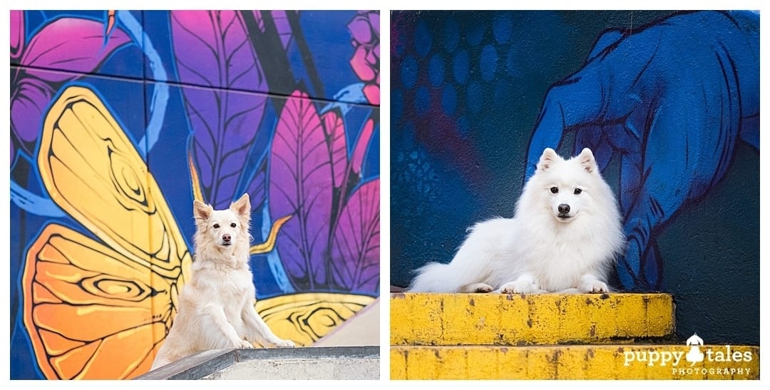 puppytalesphotography dog photography in urban cities 1