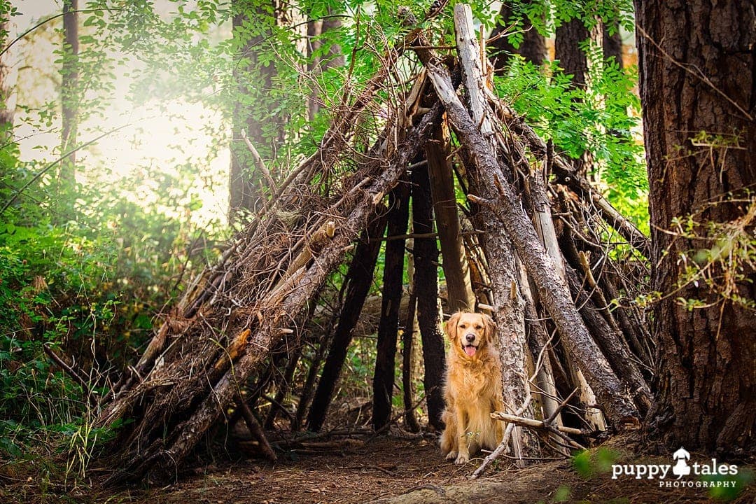 puppytalesphotography dog photography walking track 1