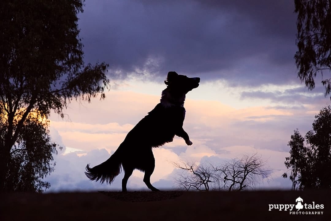puppytalesphotography dog photography wide open spaces 1