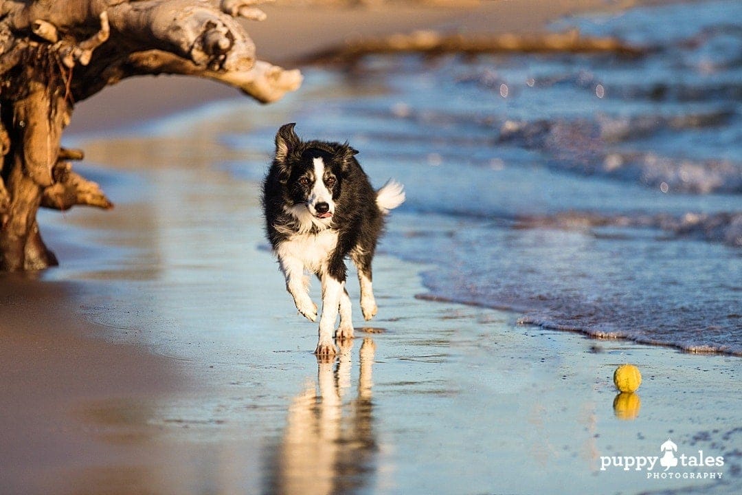 puppytalesphotography petphotographylocations 2