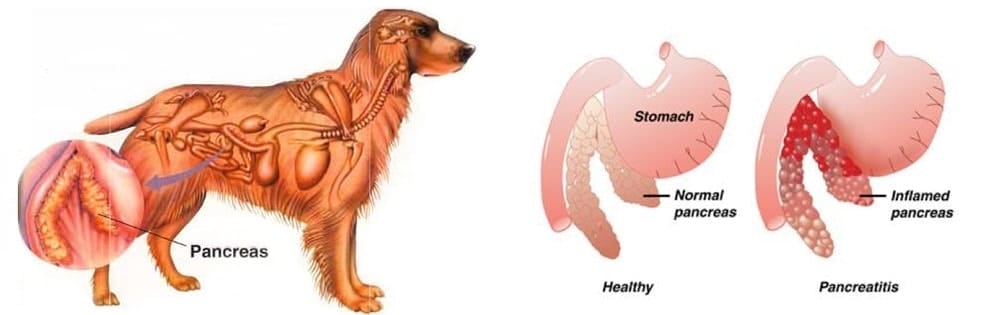 Dog pancreatitis
