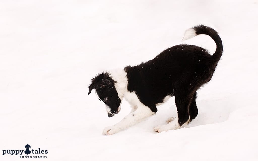 puppytalesphotography snowpuppyrosie 1