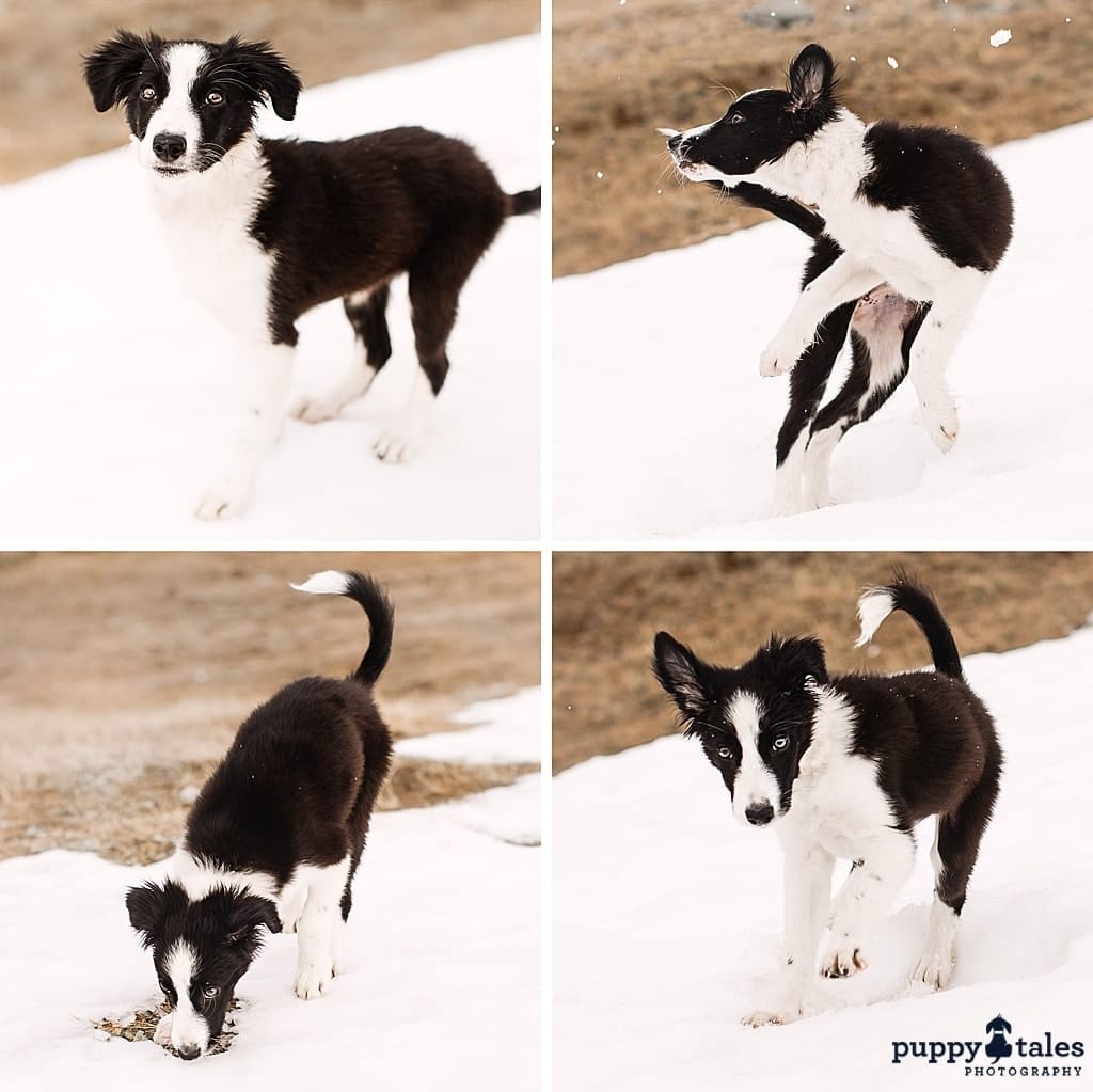 puppytalesphotography snowpuppyrosie 2