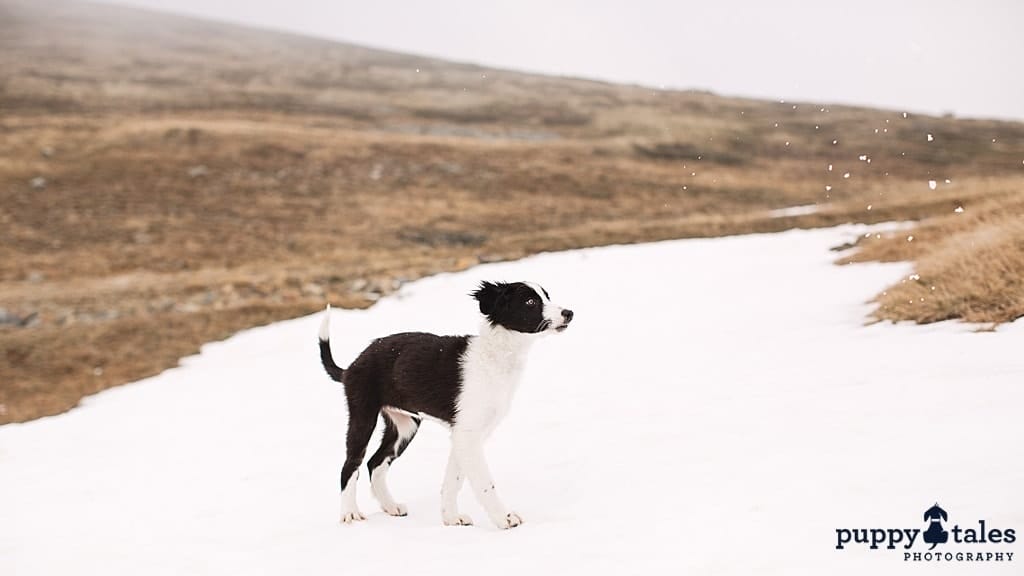 puppytalesphotography snowpuppyrosie 3