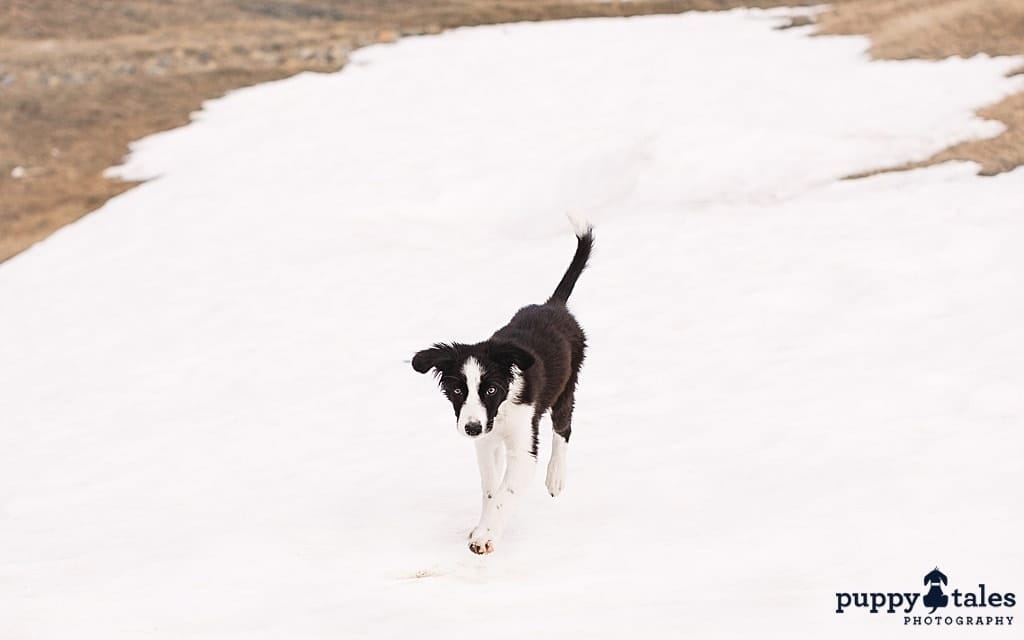 puppytalesphotography snowpuppyrosie 5