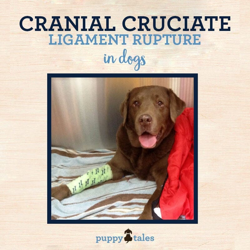 Title graphic of Puppy Tales for their blog about Cranial Cruciate Ligament Rupture in Dogs
