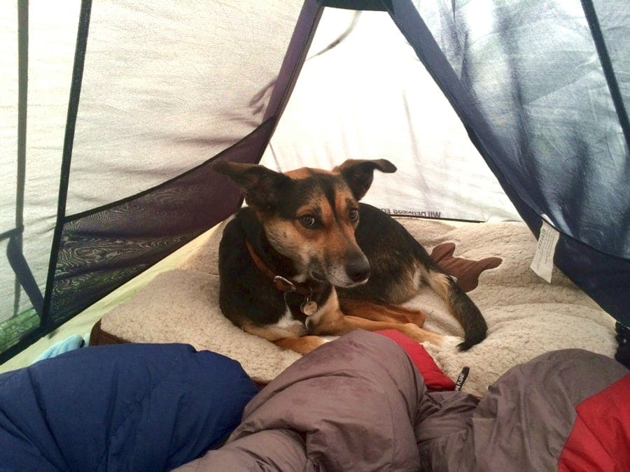 Kate the Kelpie in a tent