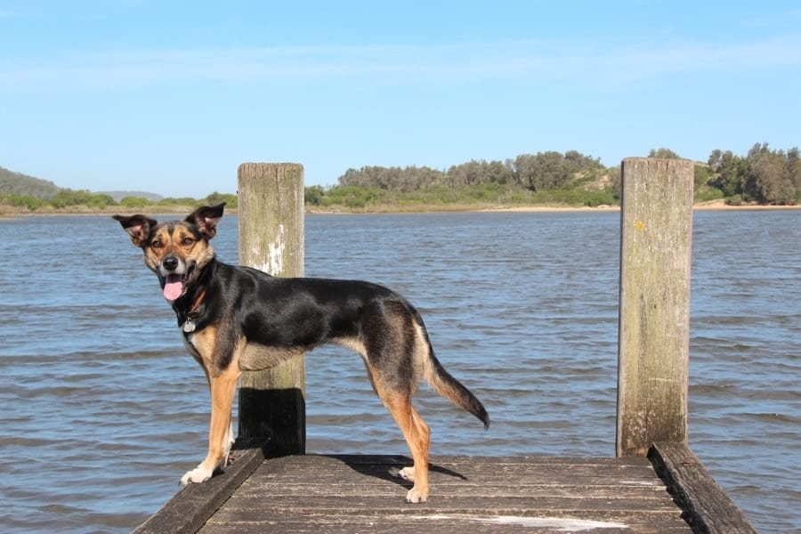 Kate the Kelpie on a pier