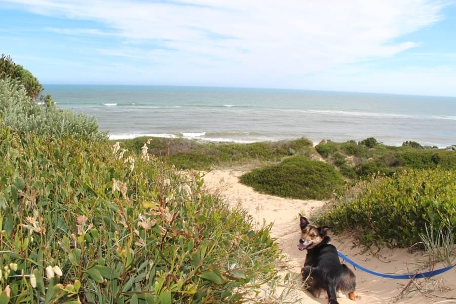 Kate the Kelpie in sand dunes