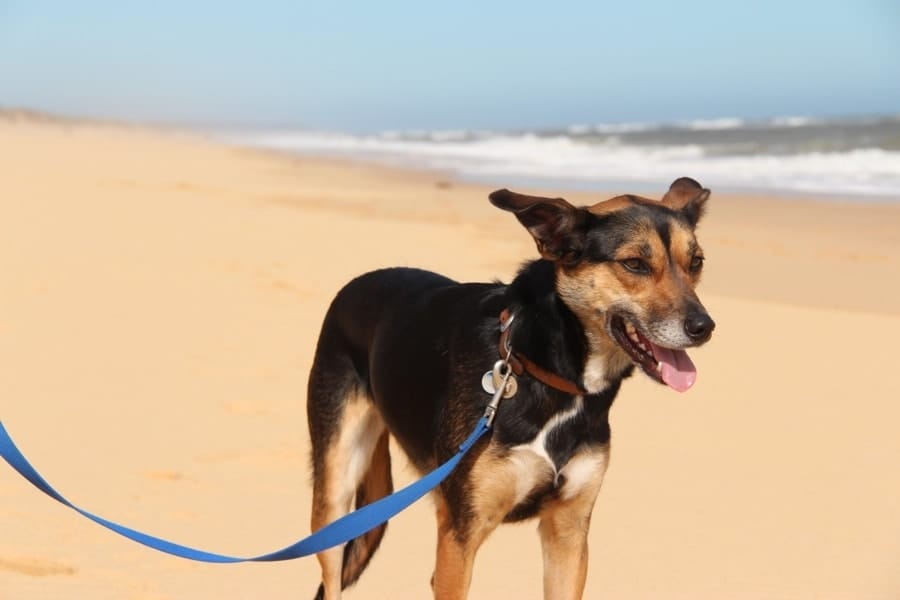 Kate the Kelpie at the beach