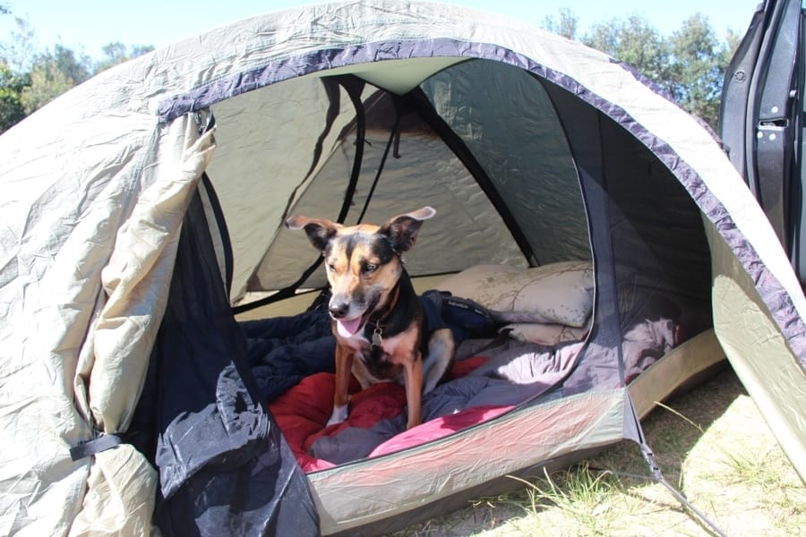 Kate the Kelpie at a camp site