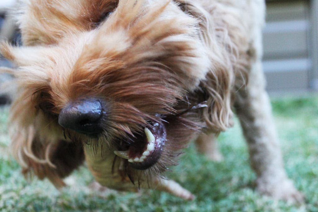 Dog chewing a raw chicken wing