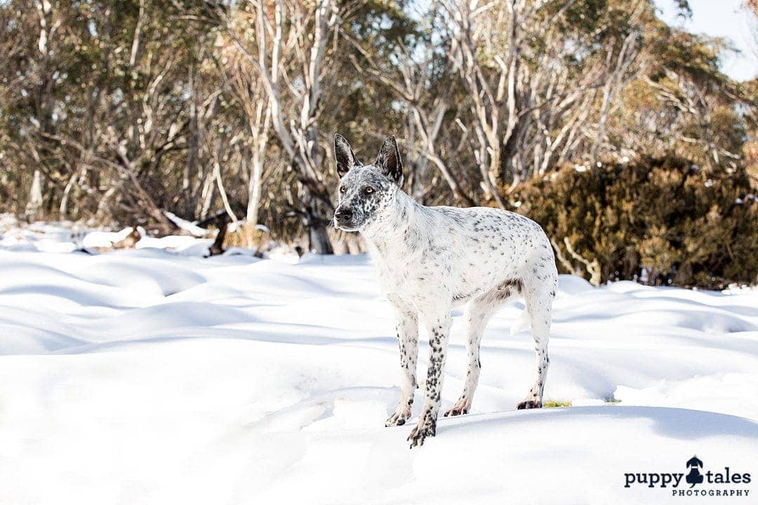 puppytalesphotography cattledog spock at the snow 1