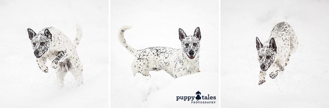 puppytalesphotography cattledog spock at the snow 13