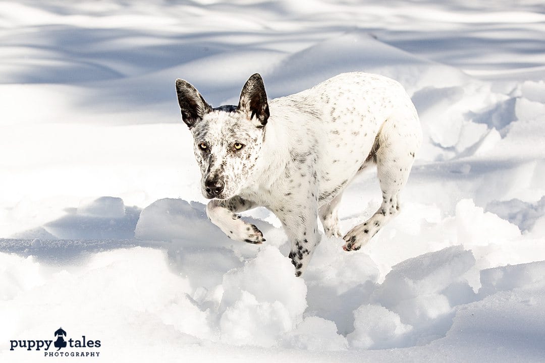 puppytalesphotography cattledog spock at the snow 4