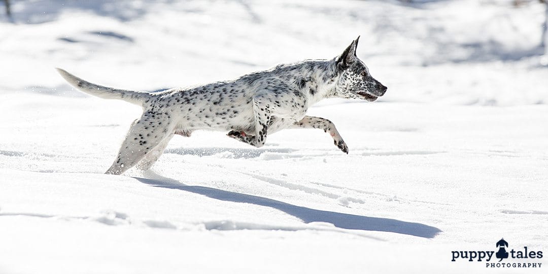 puppytalesphotography cattledog spock at the snow 5