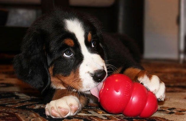 Puppy with Kong