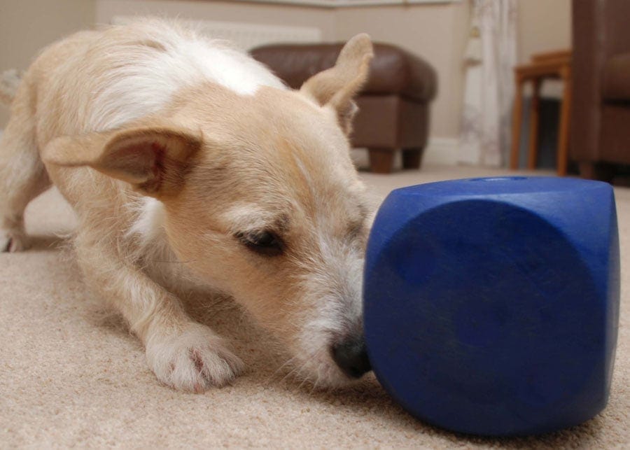 Puppy with Kong