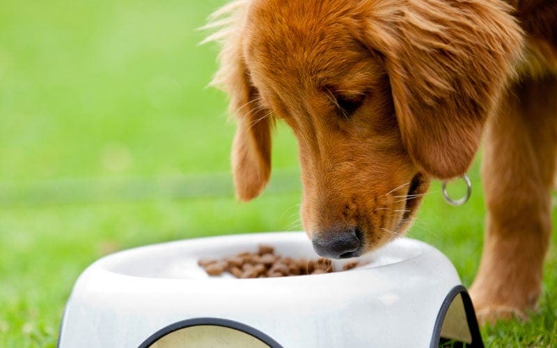 Should dogs be shop on grain free diet