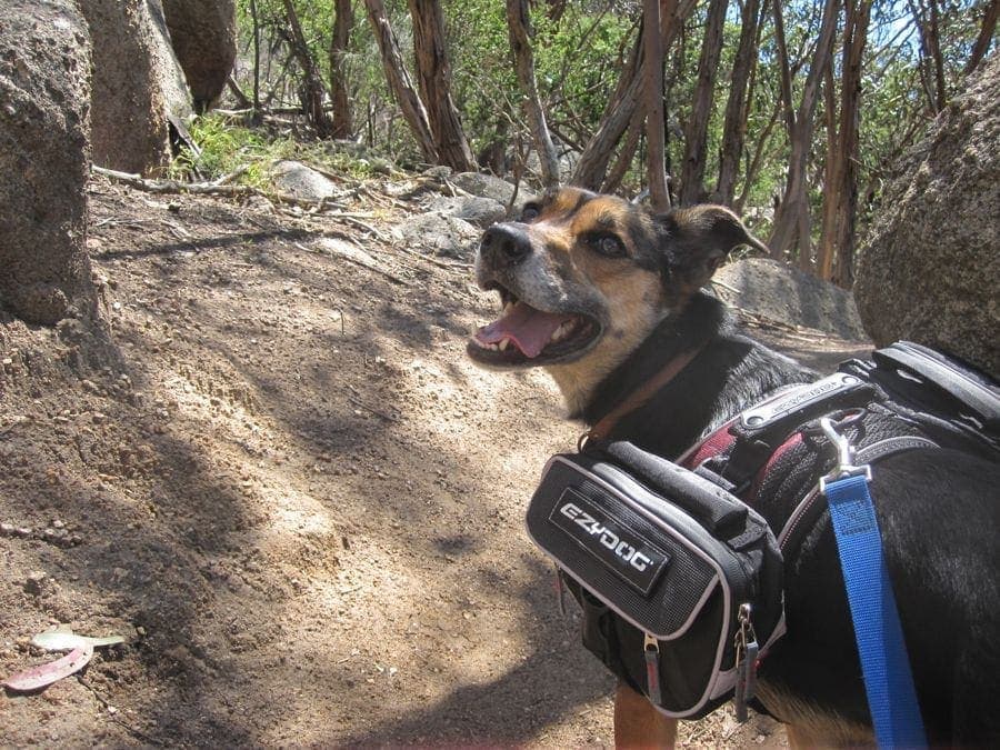 Hiking with your dog