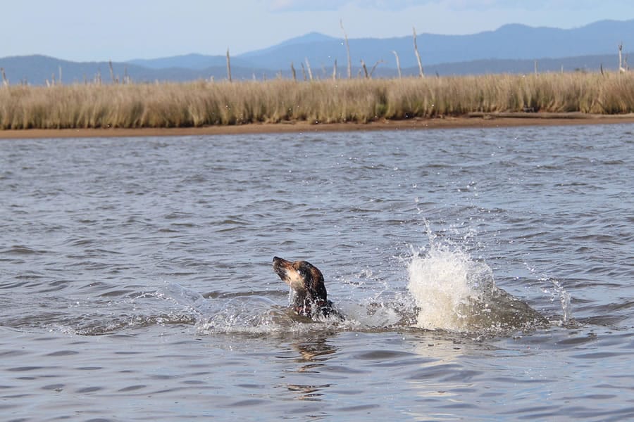 Swimming with your dog