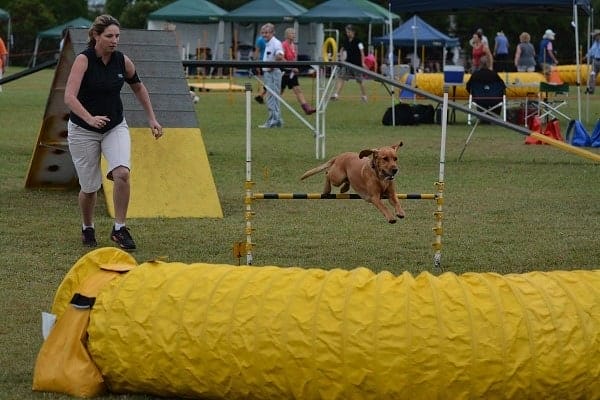 Dog agility