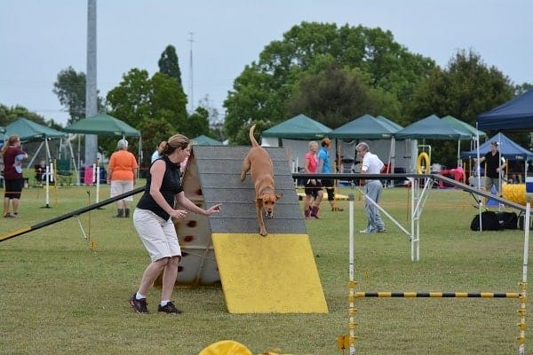 Dog agility